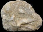 Fossil Fish (Enchodus) Jaw Section In Rock - Morocco #38436-1